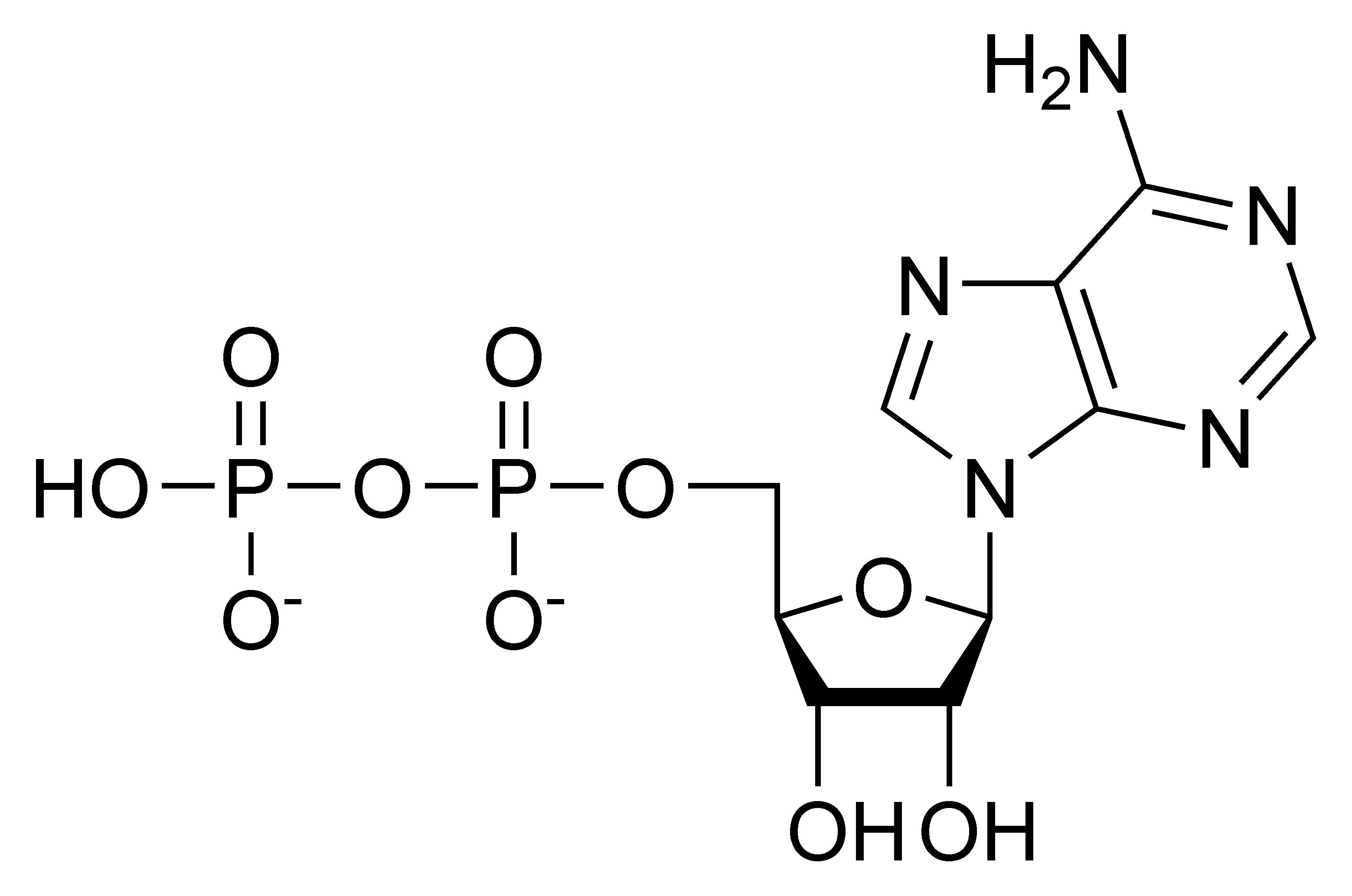 18-enigmatic-facts-about-adp-adenosine-diphosphate