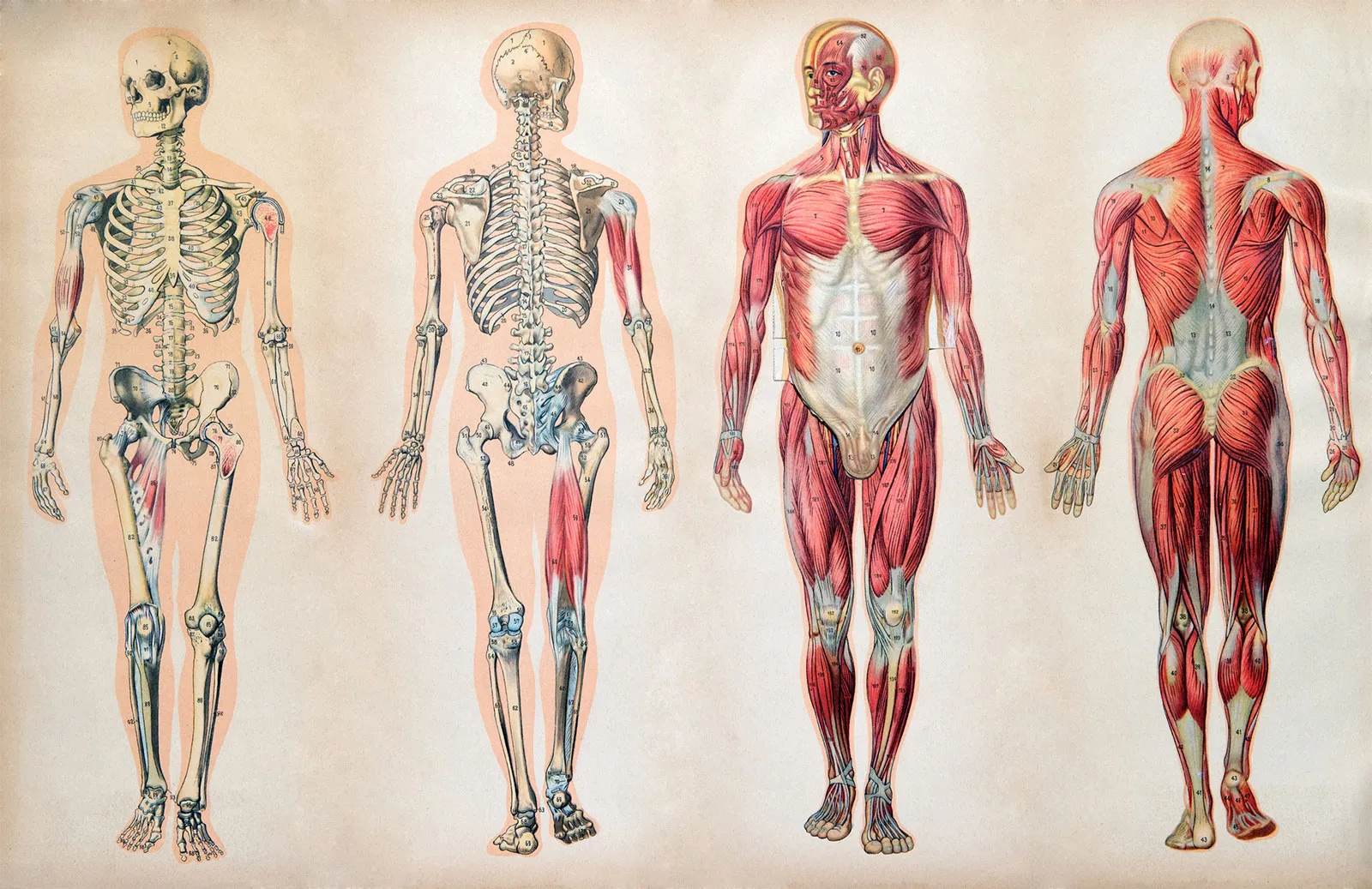18-enigmatic-facts-about-anatomy