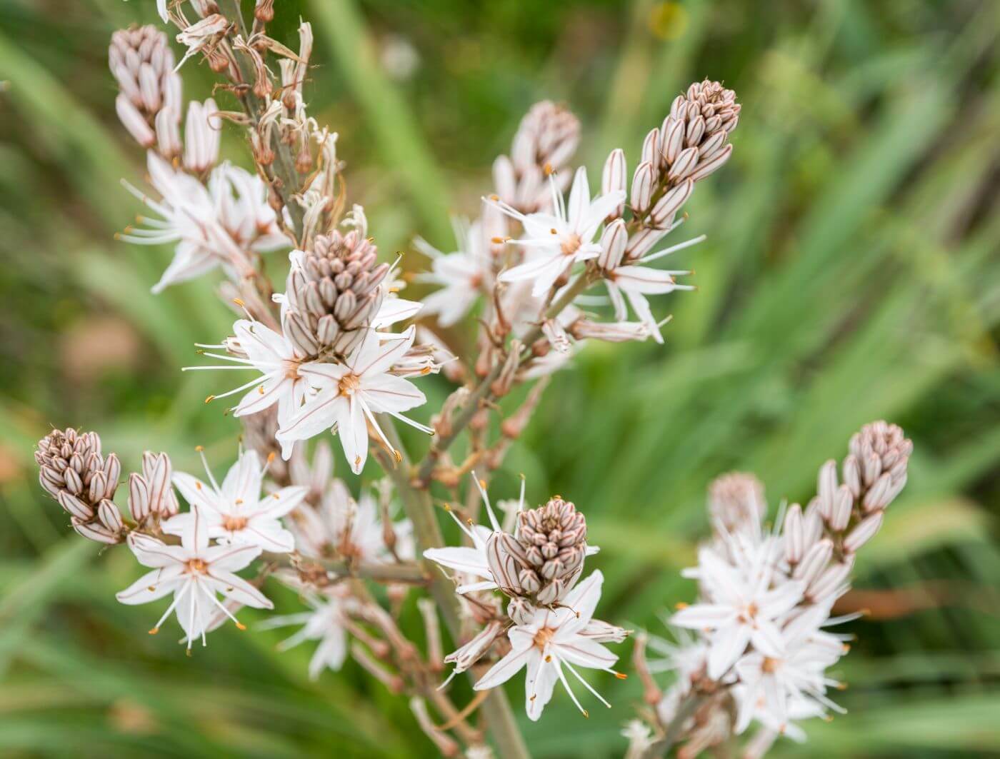 18-enigmatic-facts-about-asphodel