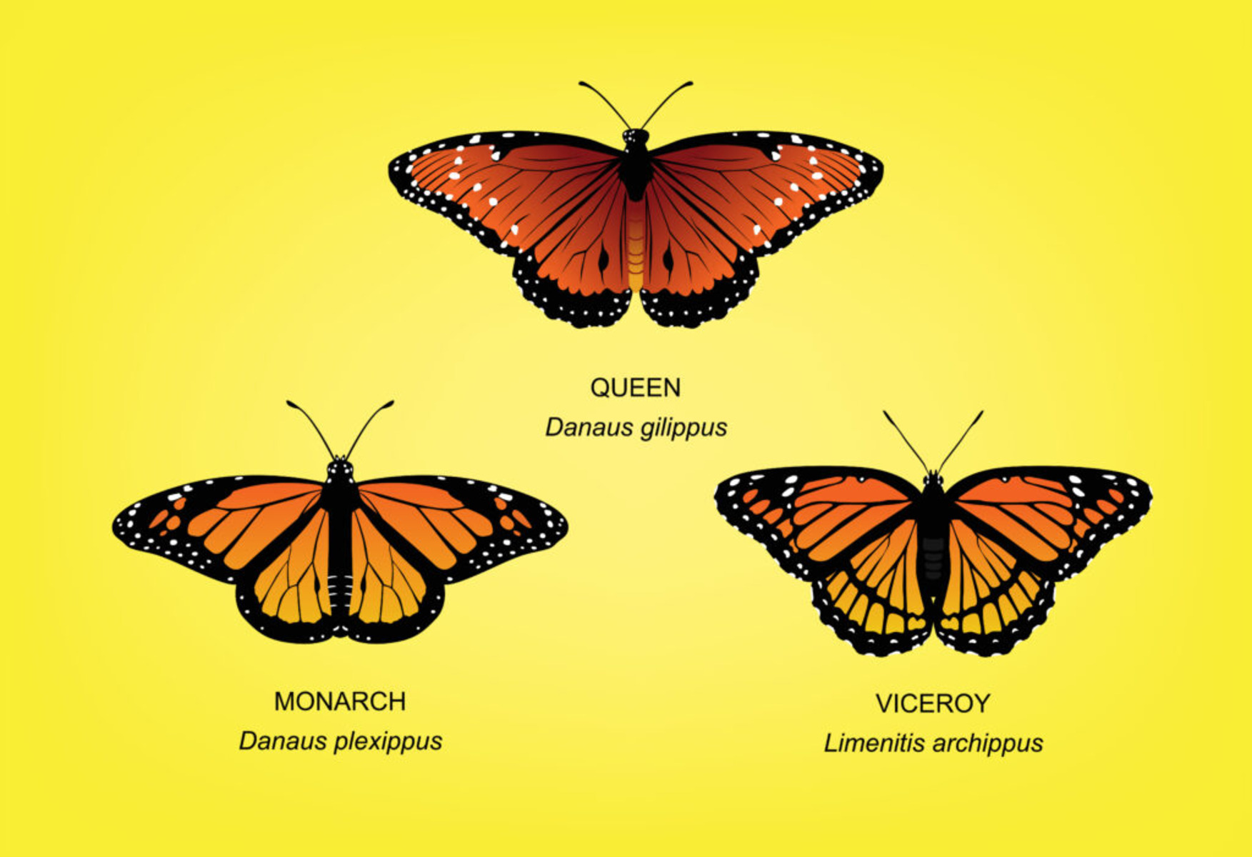 18-enigmatic-facts-about-batesian-mimicry