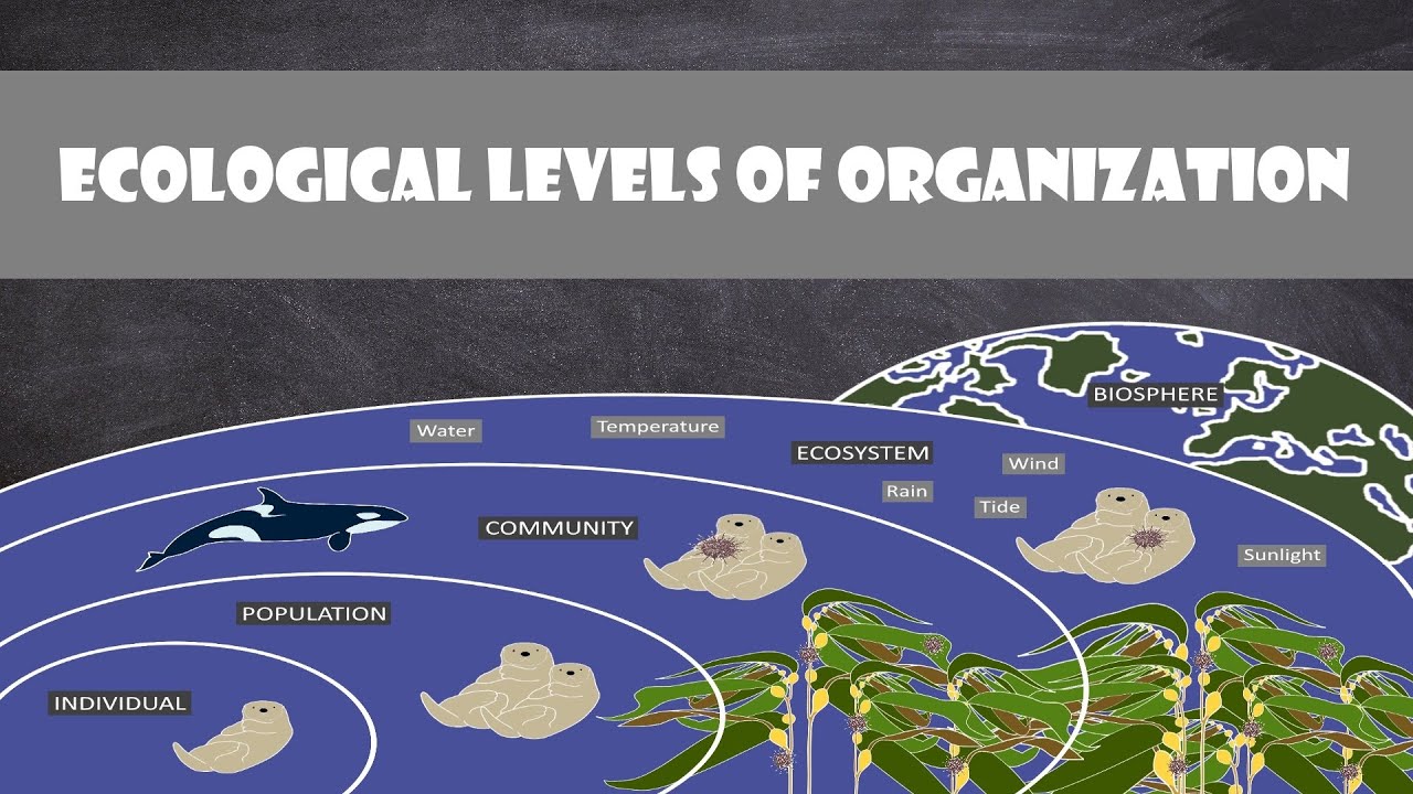 18-enigmatic-facts-about-ecology-levels-of-organization