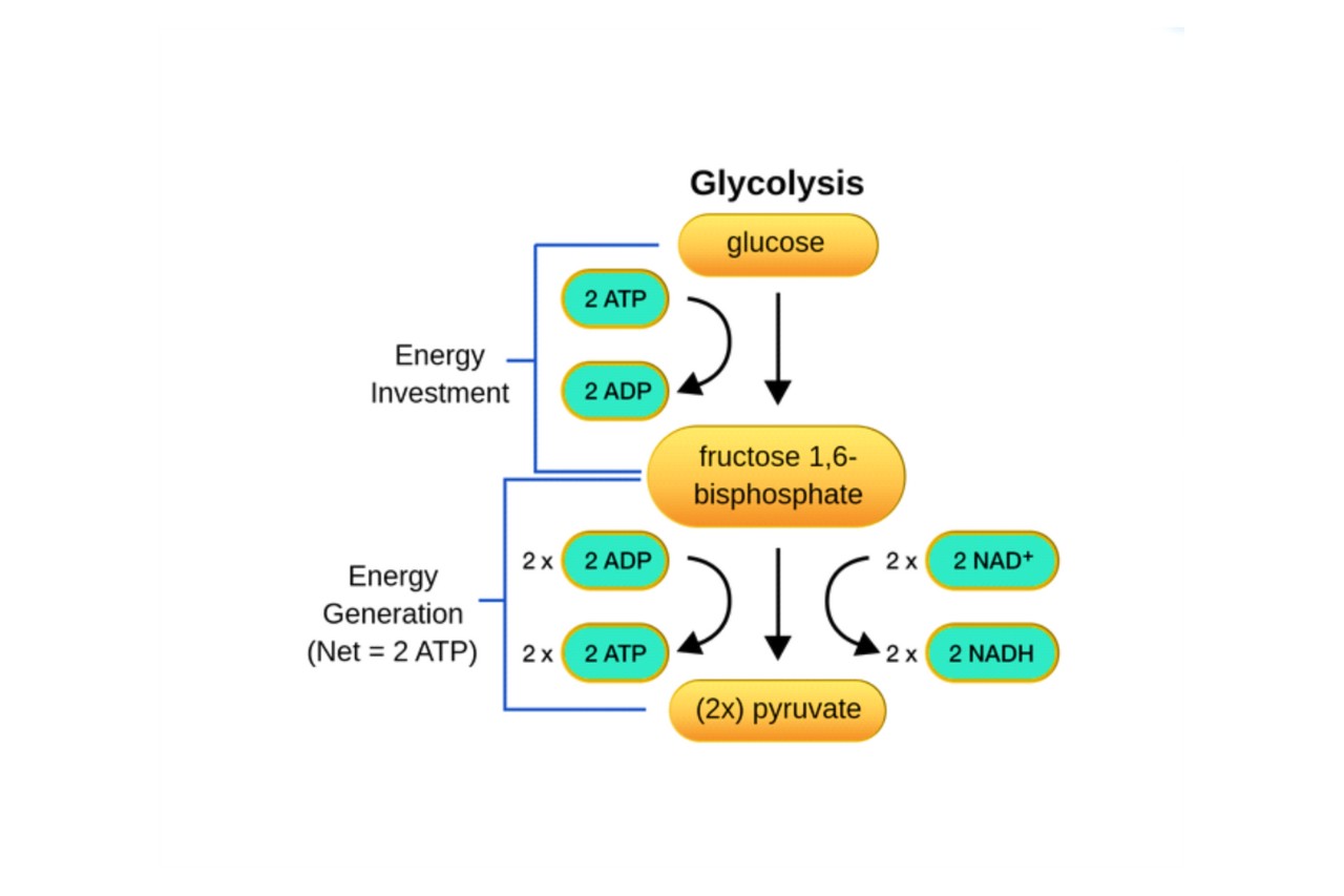 18-enigmatic-facts-about-glycolysis