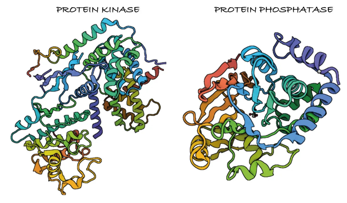 18-enigmatic-facts-about-kinases