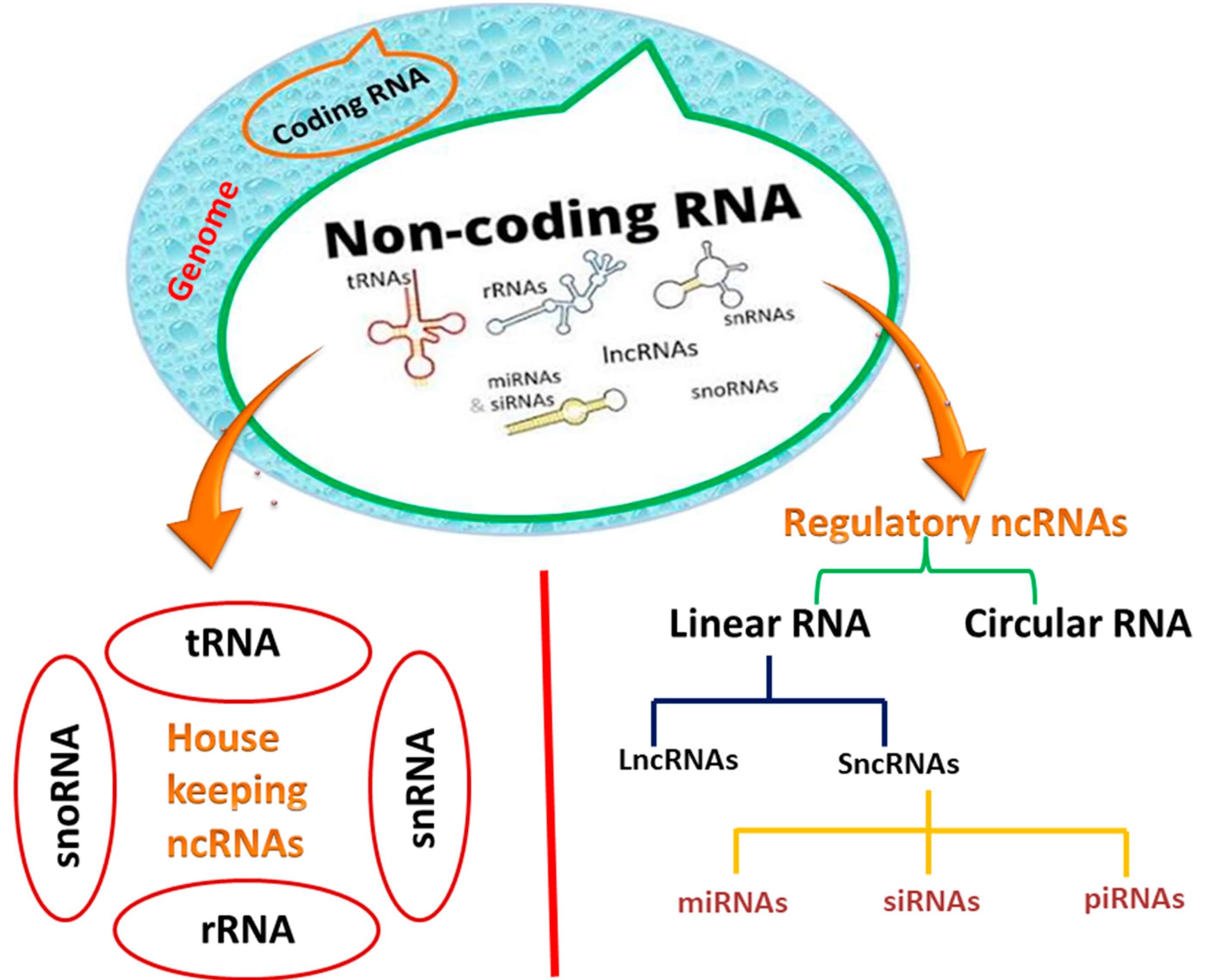 18-enigmatic-facts-about-non-coding-rna