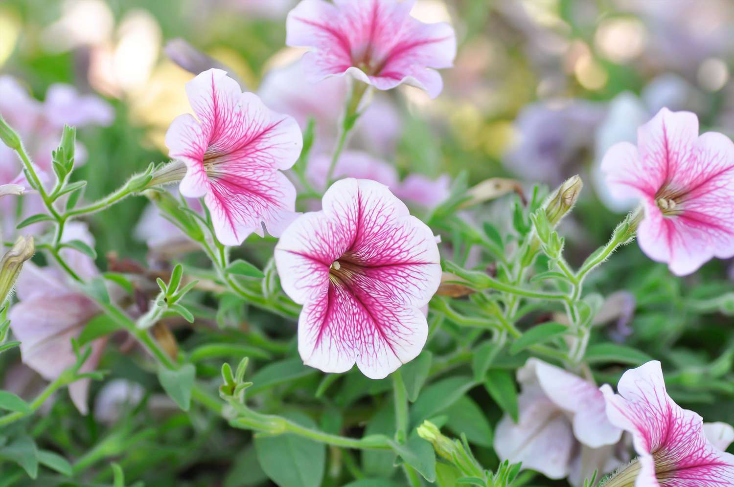 18-enigmatic-facts-about-petunia