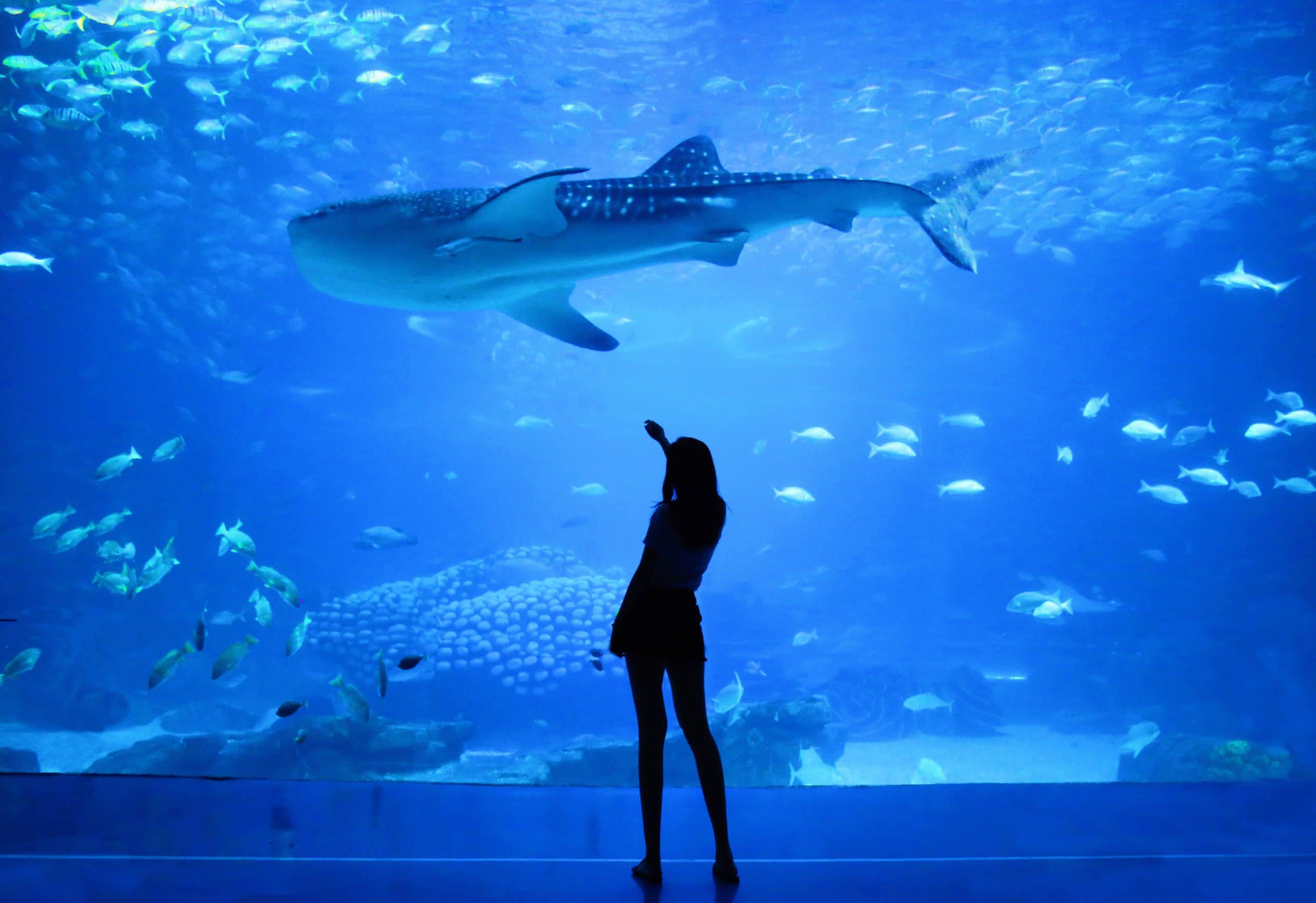 18-enigmatic-facts-about-vancouver-aquarium