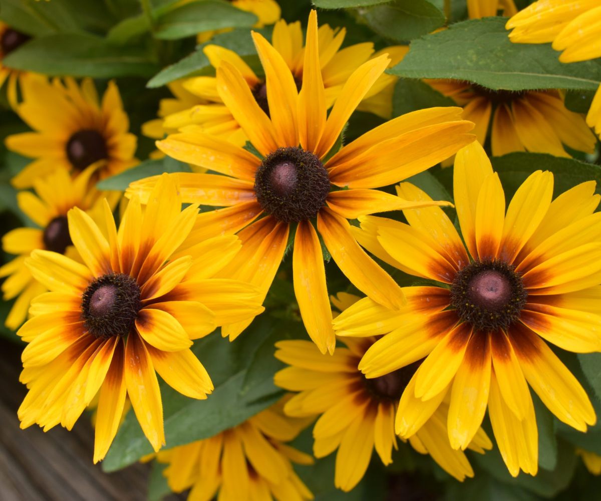 18-extraordinary-facts-about-rudbeckia