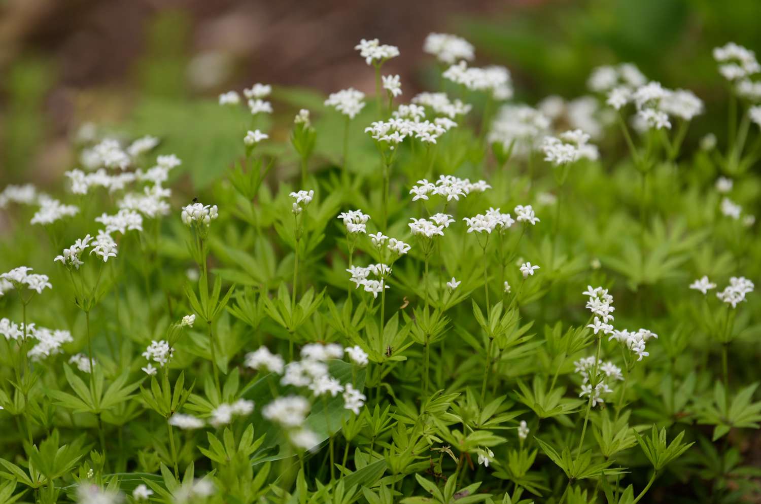 18-extraordinary-facts-about-sweet-woodruff