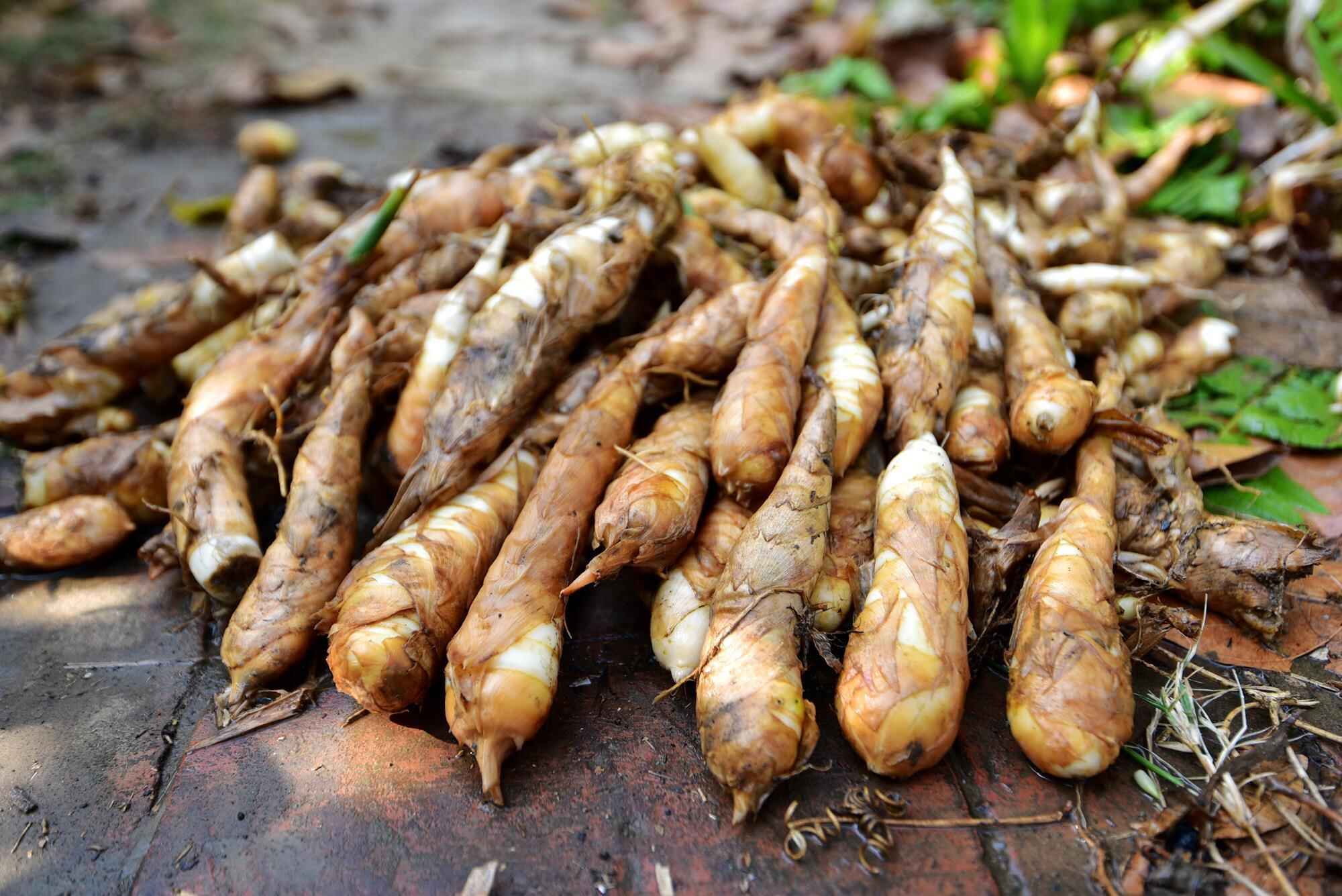 Arrowroot Information and Facts