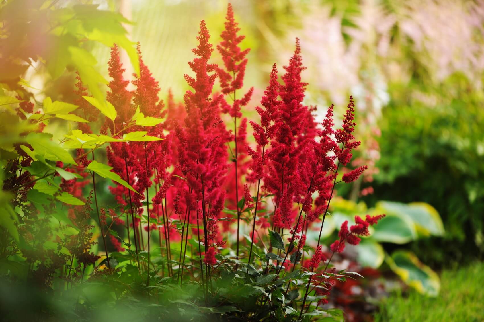 18-fascinating-facts-about-astilbe