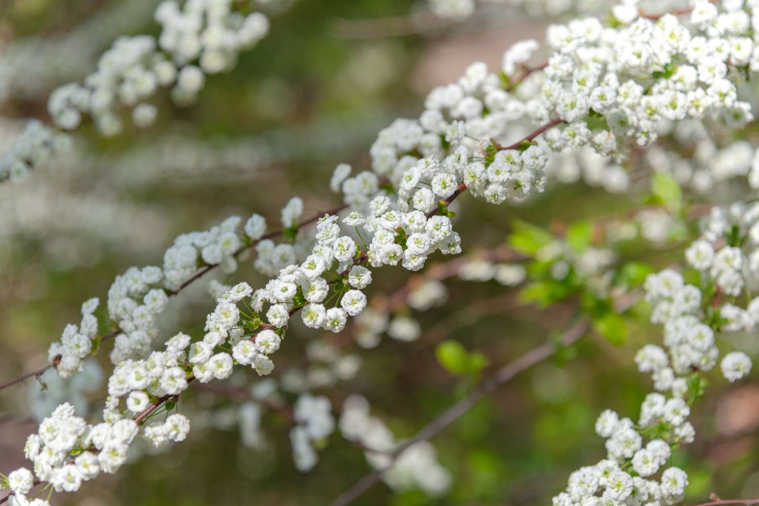 18-fascinating-facts-about-bridal-wreath