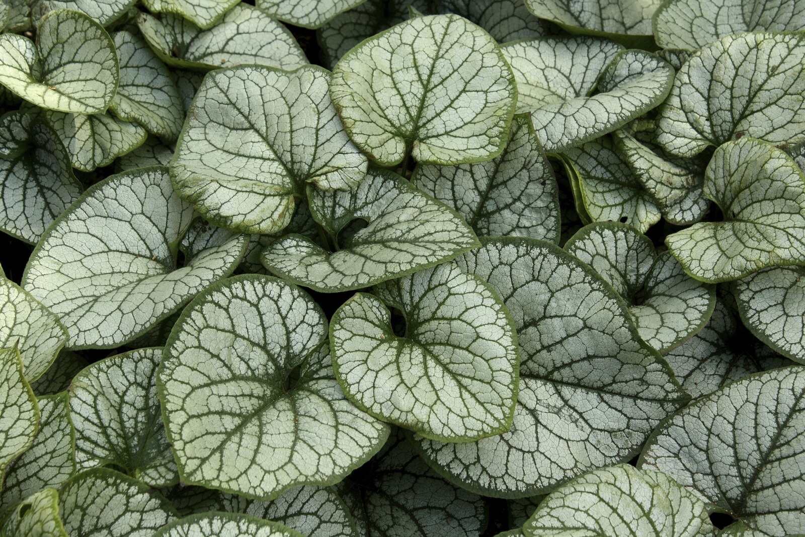 18-fascinating-facts-about-brunnera