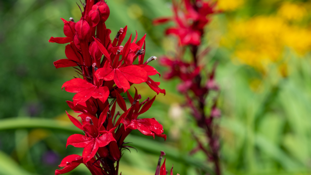 18-fascinating-facts-about-cardinal-flower