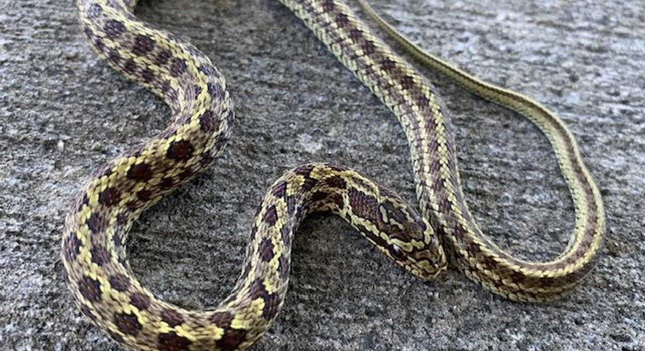 18-fascinating-facts-about-dione-rat-snake