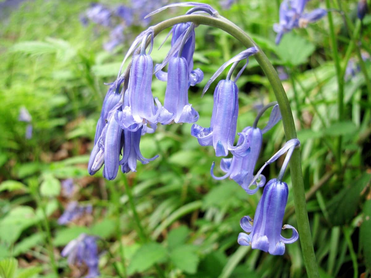18-fascinating-facts-about-english-bluebell