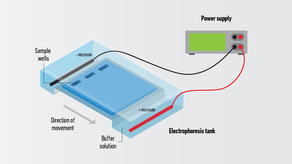 18-fascinating-facts-about-gel-electrophoresis
