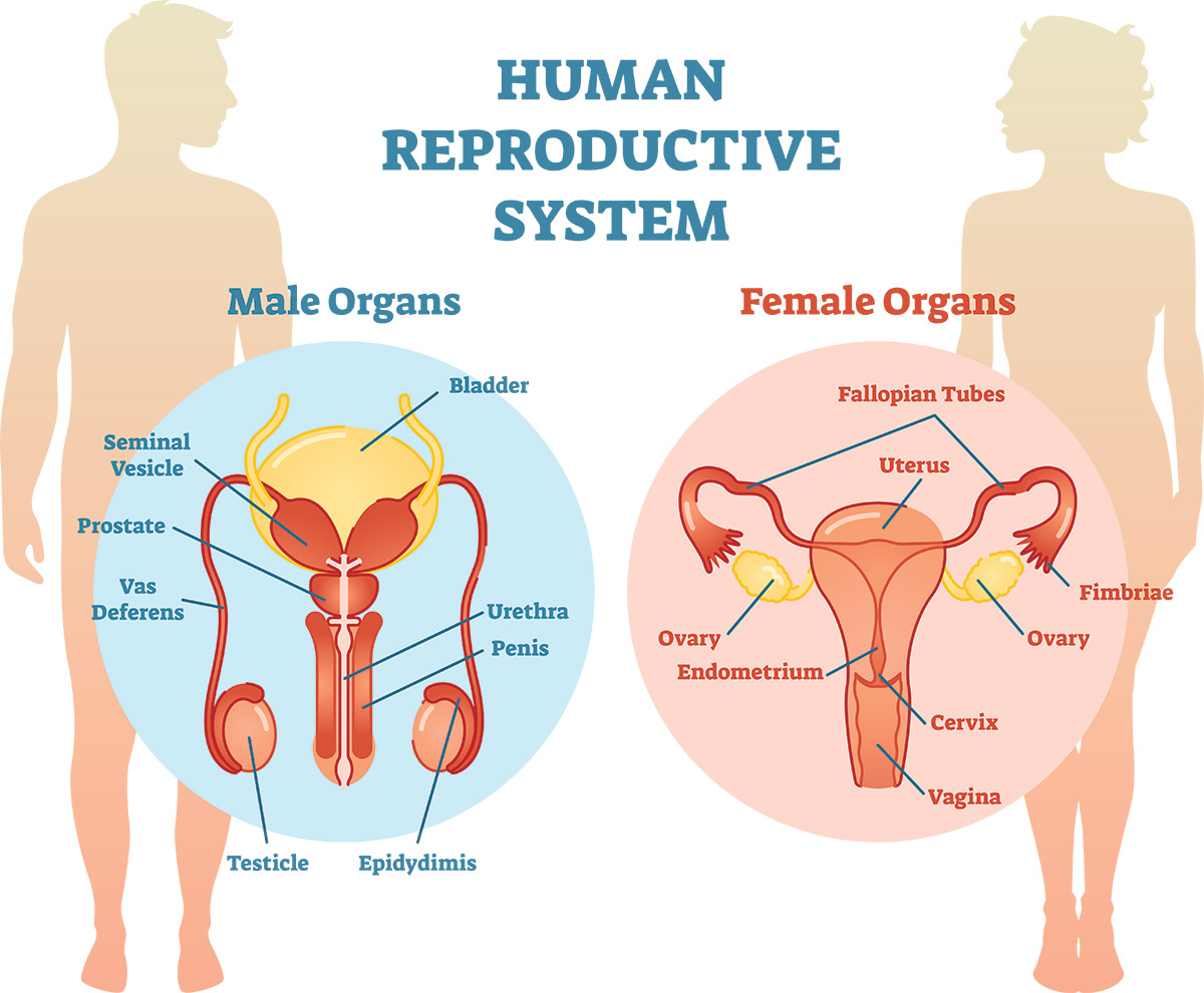 18-fascinating-facts-about-human-reproductive-system