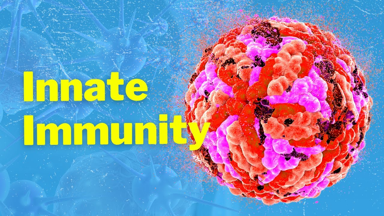18-fascinating-facts-about-innate-immunity