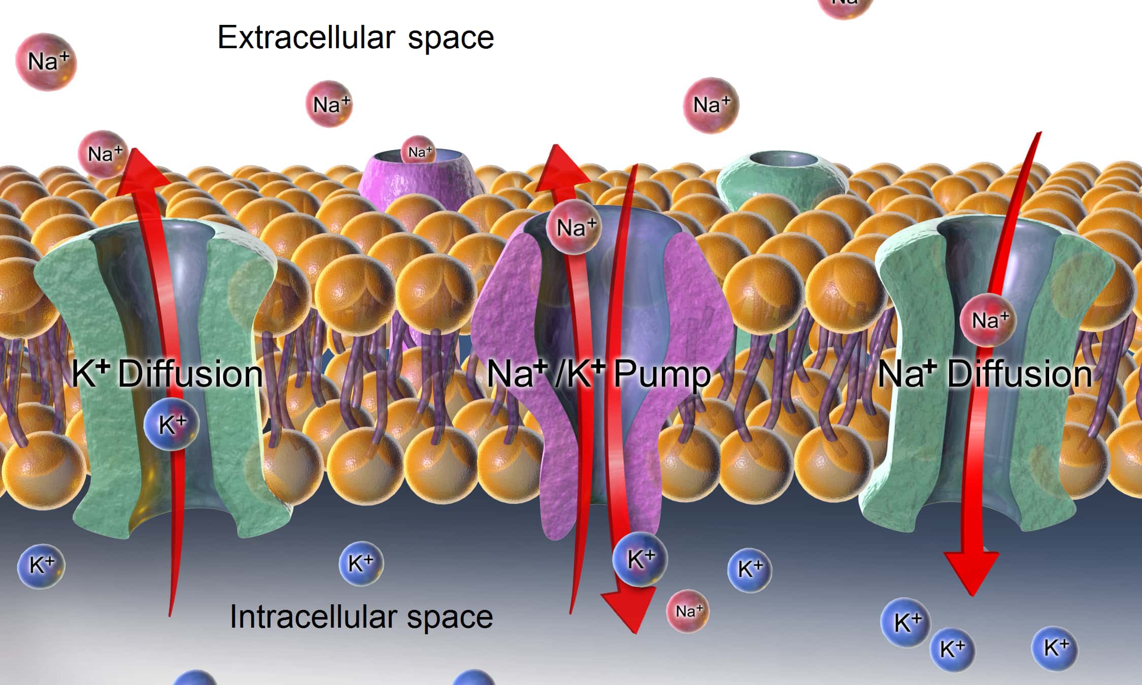18-fascinating-facts-about-membrane-potential