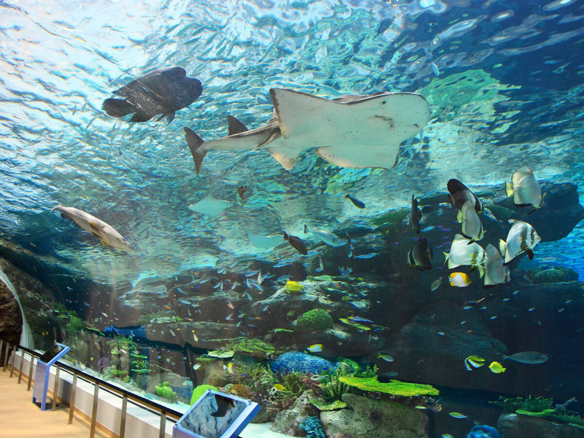 18-fascinating-facts-about-port-of-nagoya-public-aquarium