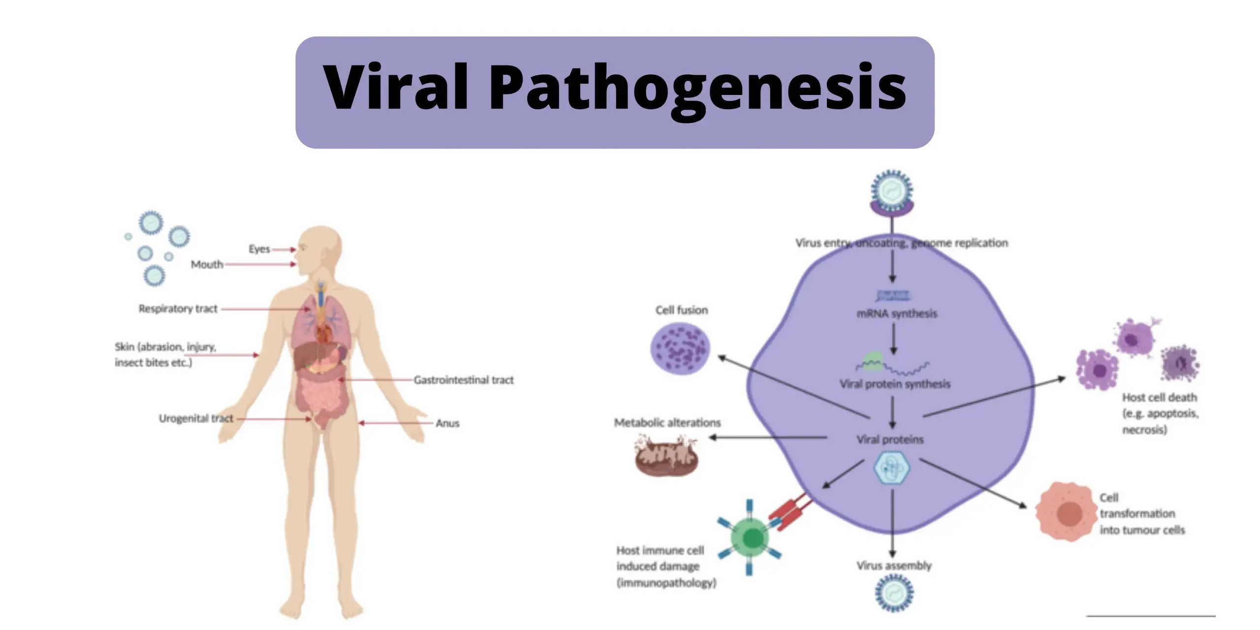 18-fascinating-facts-about-viral-pathogenesis