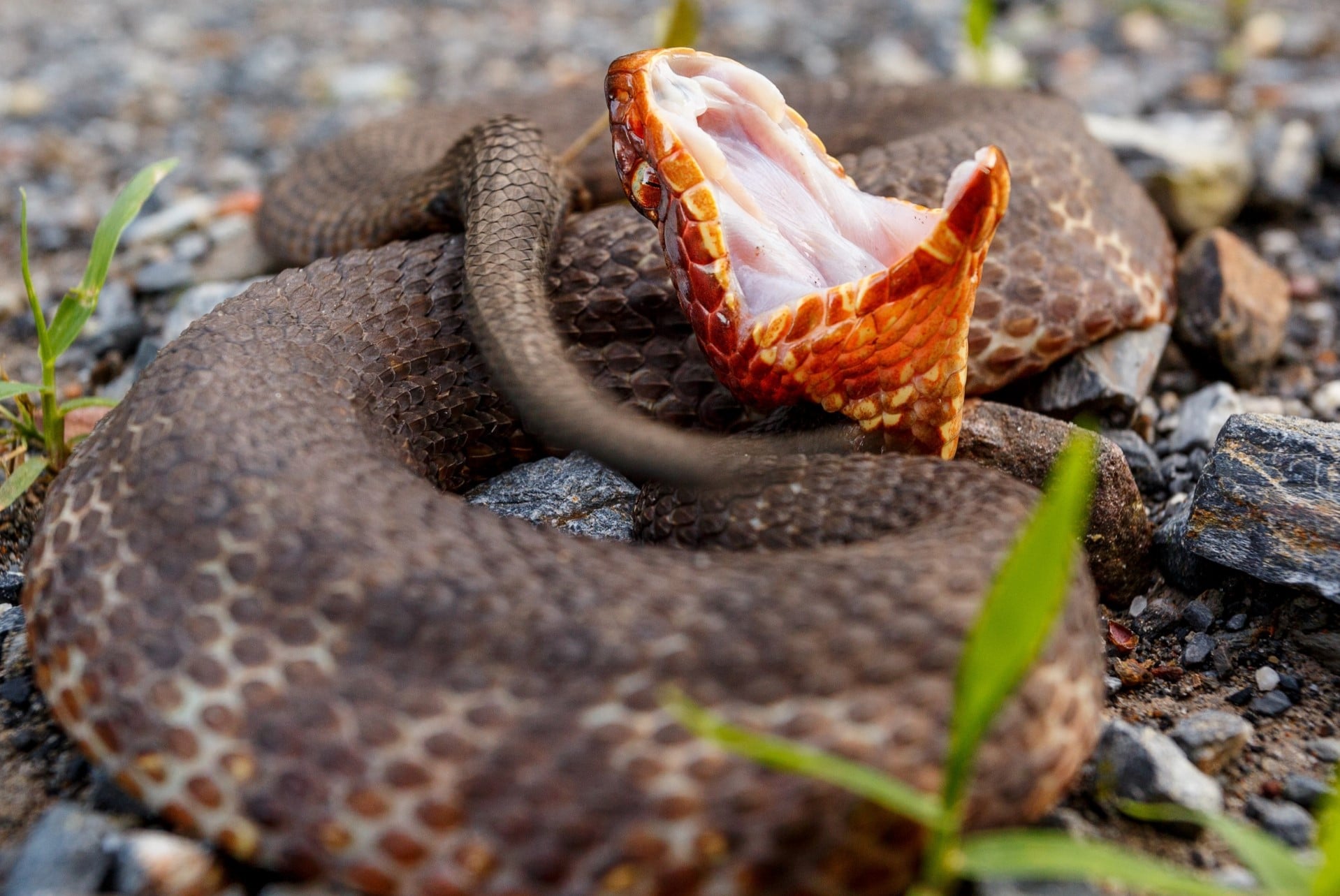 18-fascinating-facts-about-water-moccasin