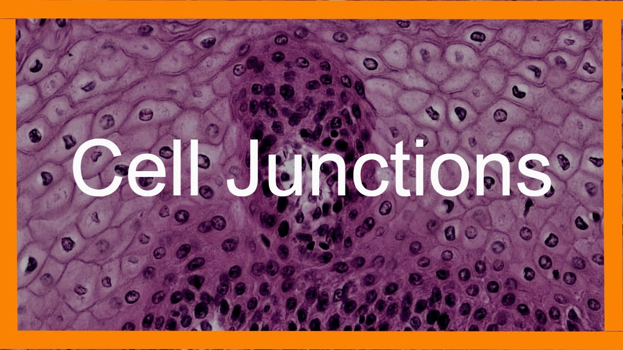 18-intriguing-facts-about-cell-junctions