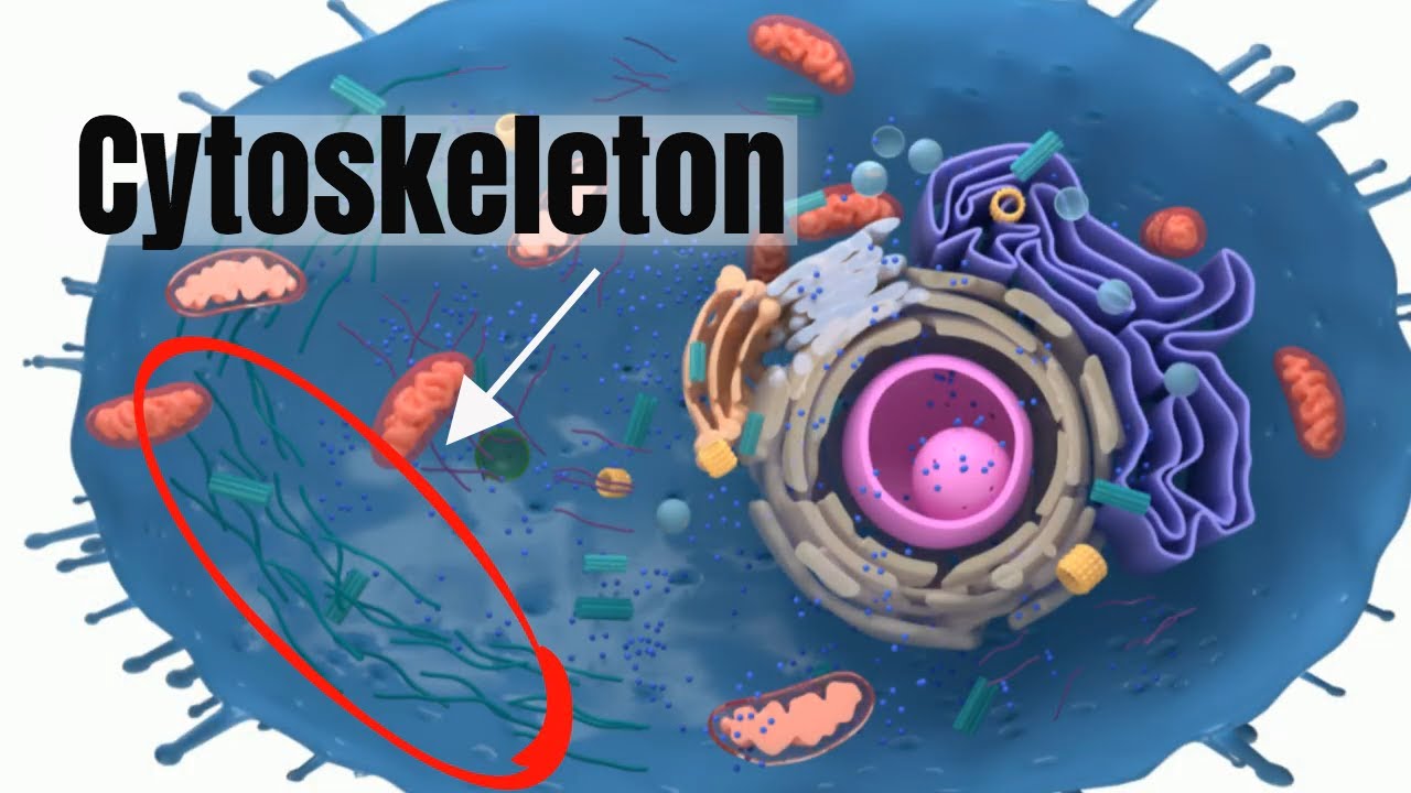 18-intriguing-facts-about-cytoskeleton