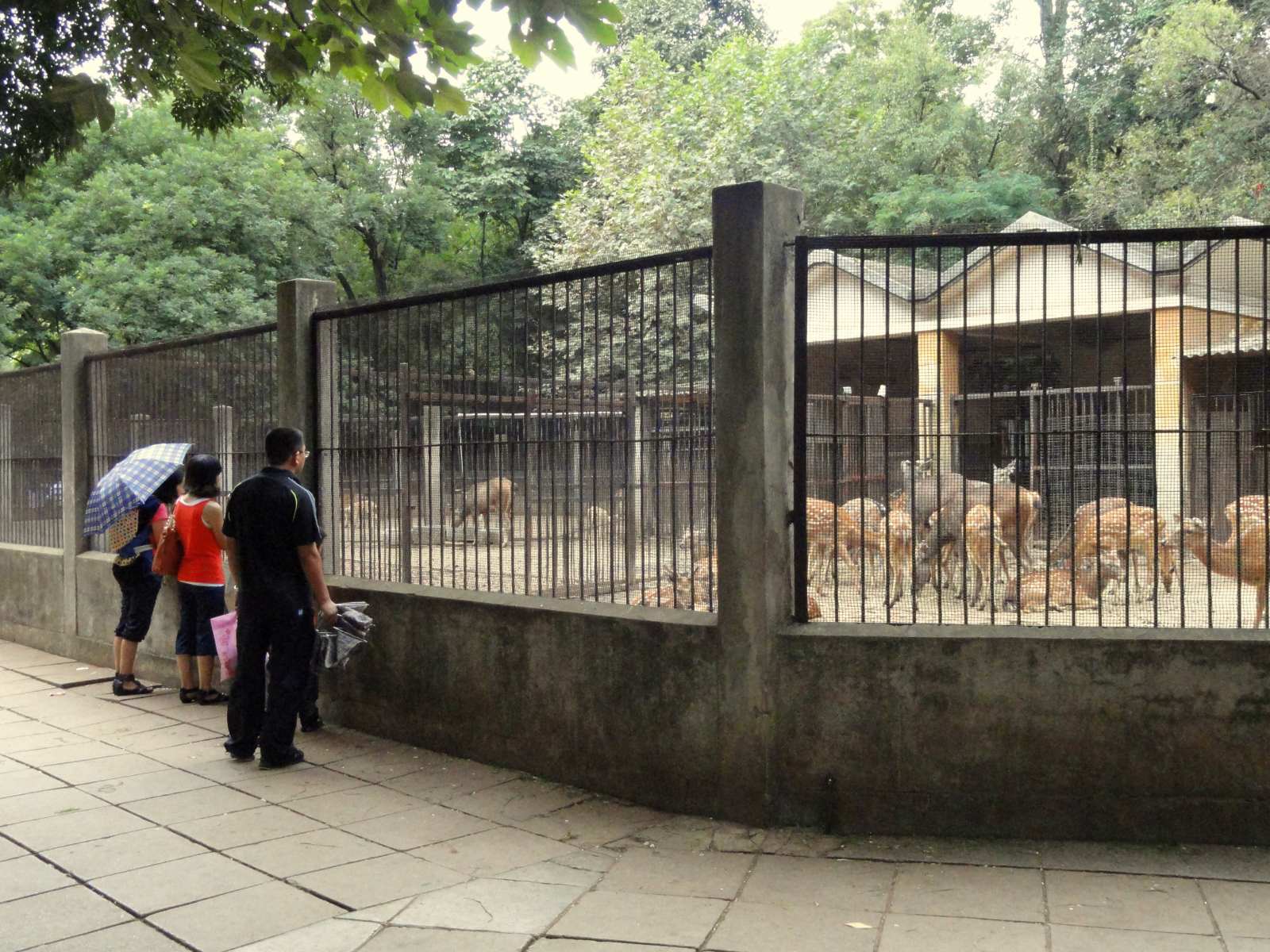 18-intriguing-facts-about-kunming-zoo