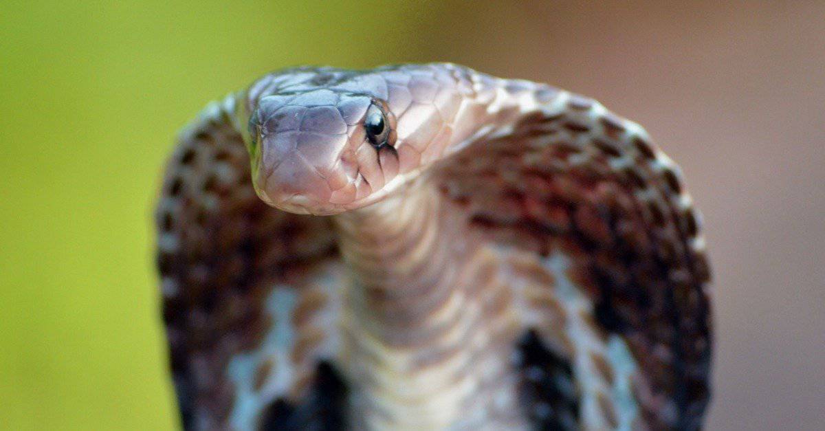 18-intriguing-facts-about-spectacled-cobra