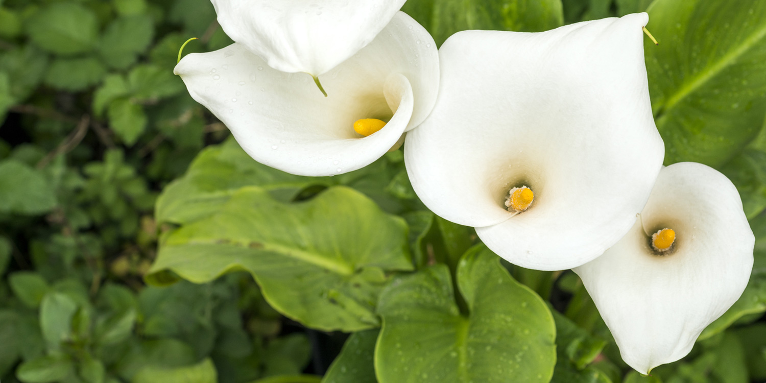 18-mind-blowing-facts-about-calla-lily