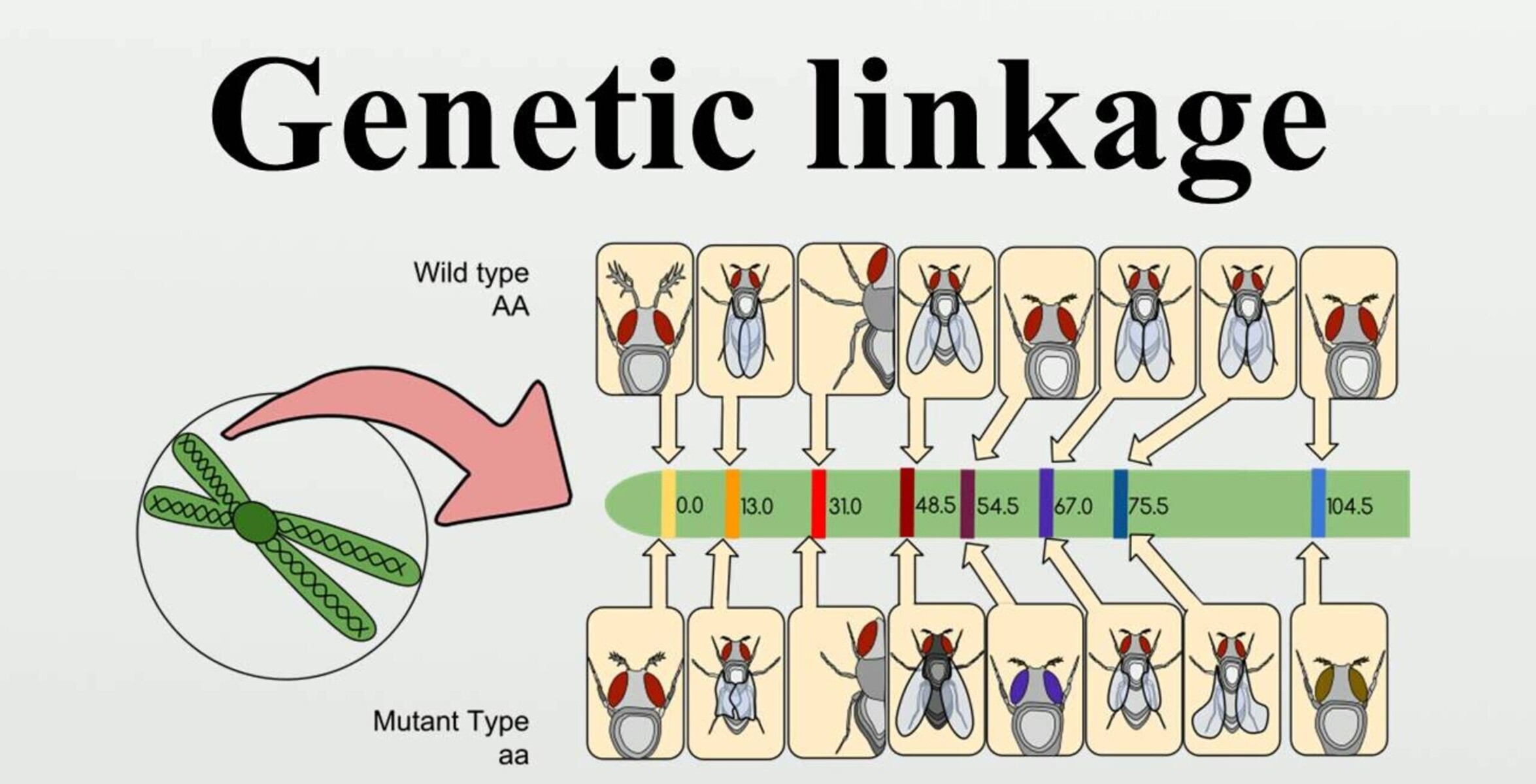 18-mind-blowing-facts-about-genetic-linkage