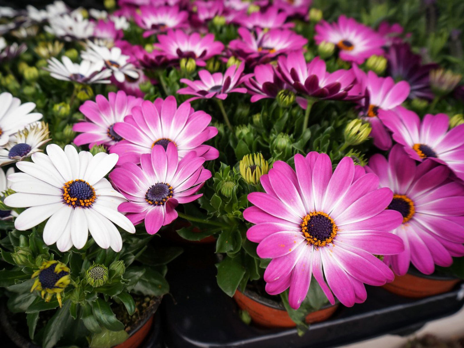18-mind-blowing-facts-about-osteospermum