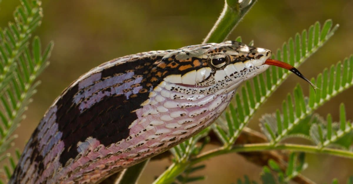 18 California Red Sided Garter Snake Facts 