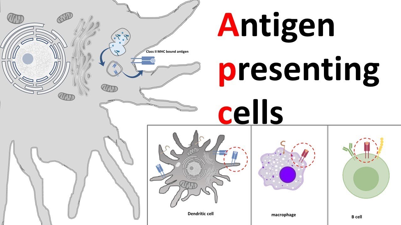 18 Surprising Facts About Antigen-Presenting Cells - Facts.net
