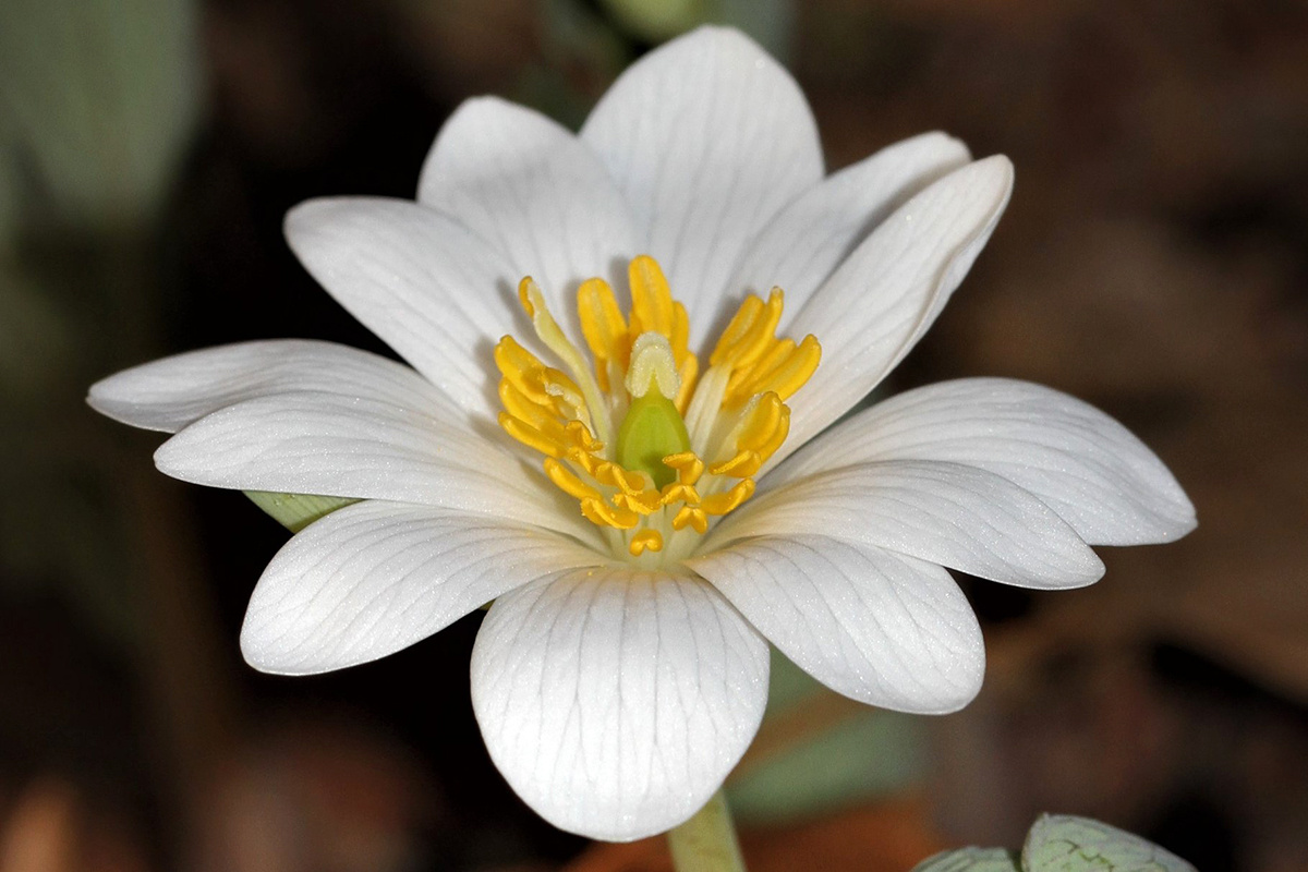 18-surprising-facts-about-bloodroot