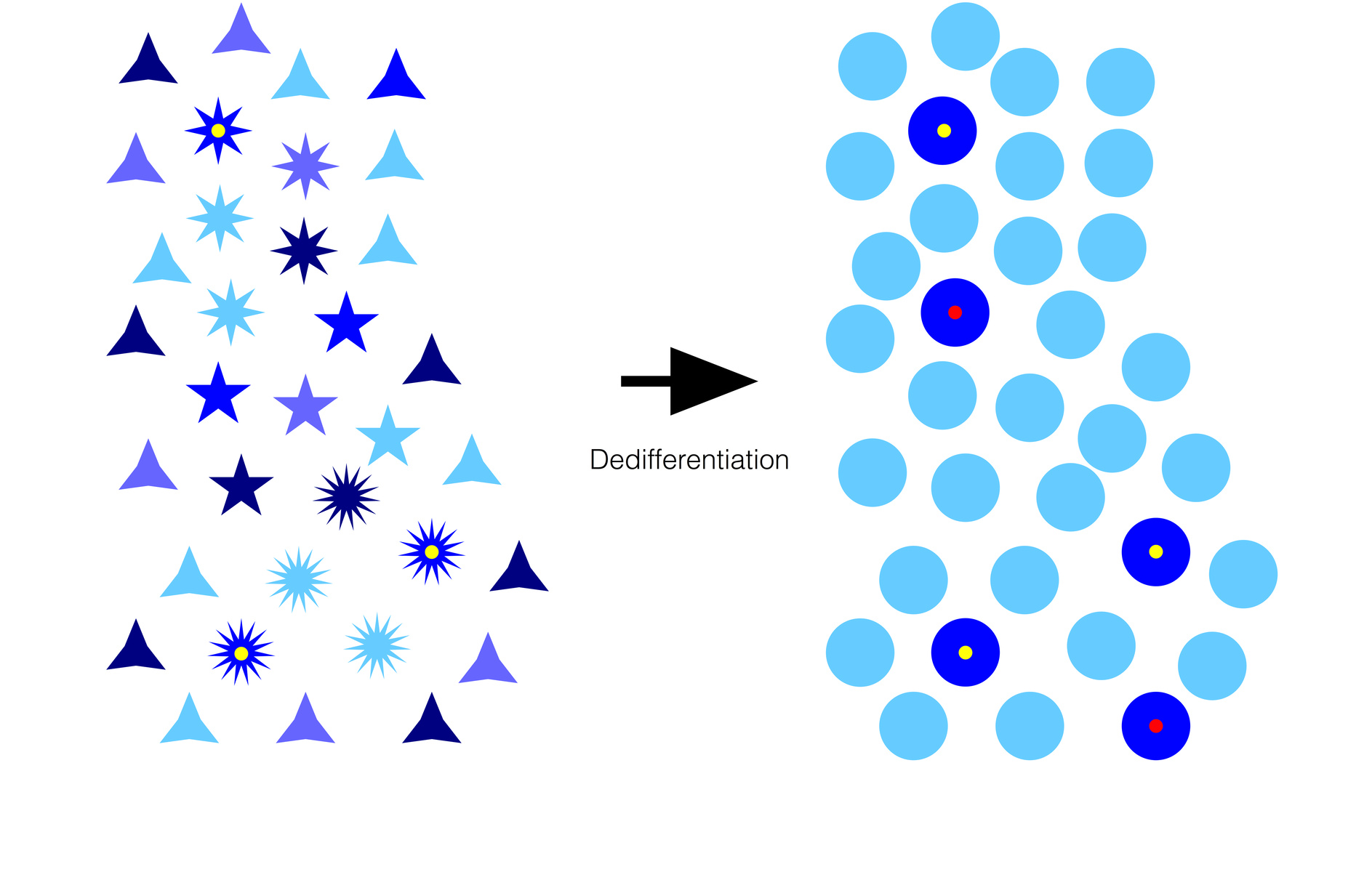 18-surprising-facts-about-dedifferentiation