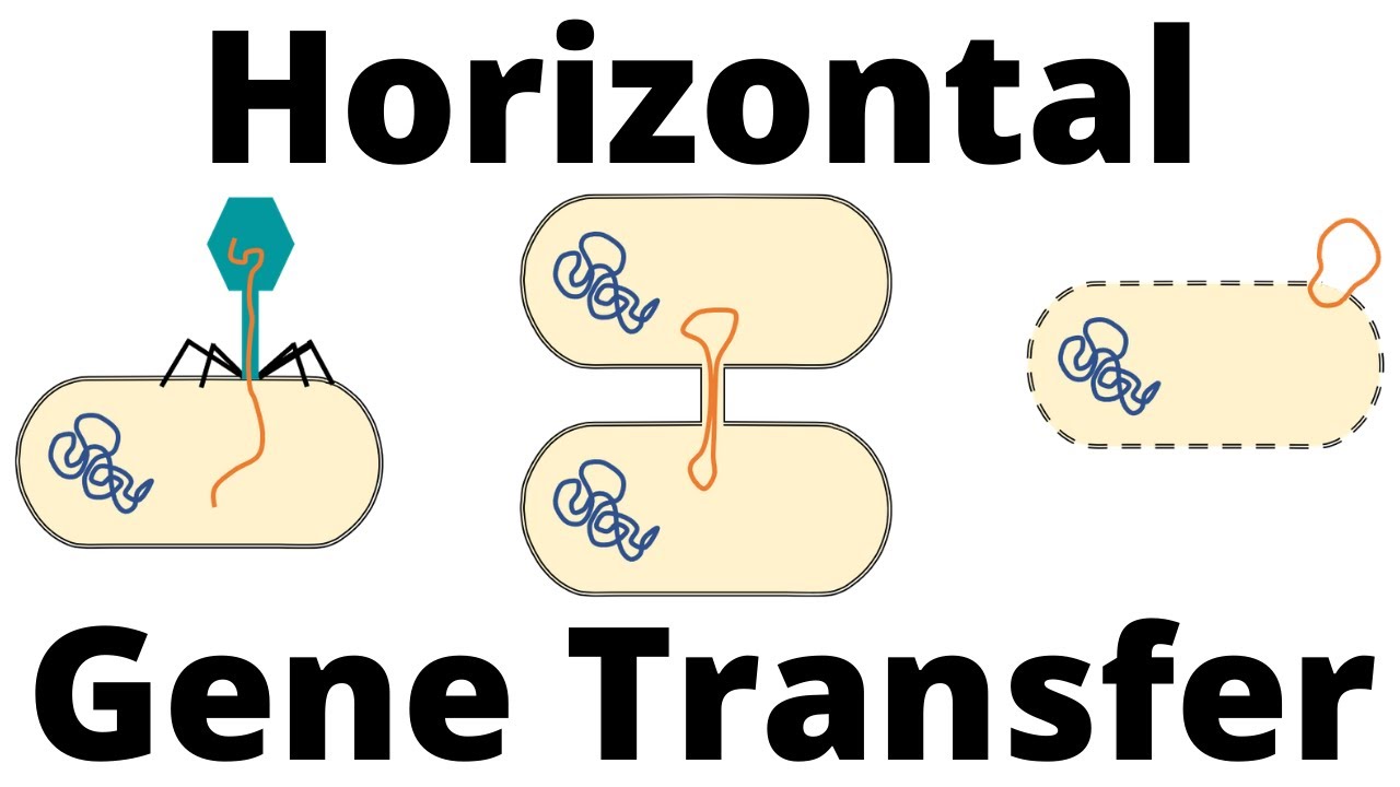 18-surprising-facts-about-horizontal-gene-transfer