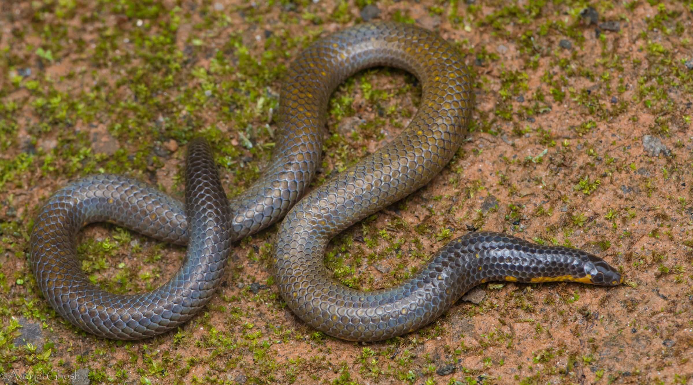 18-surprising-facts-about-indian-earth-snake