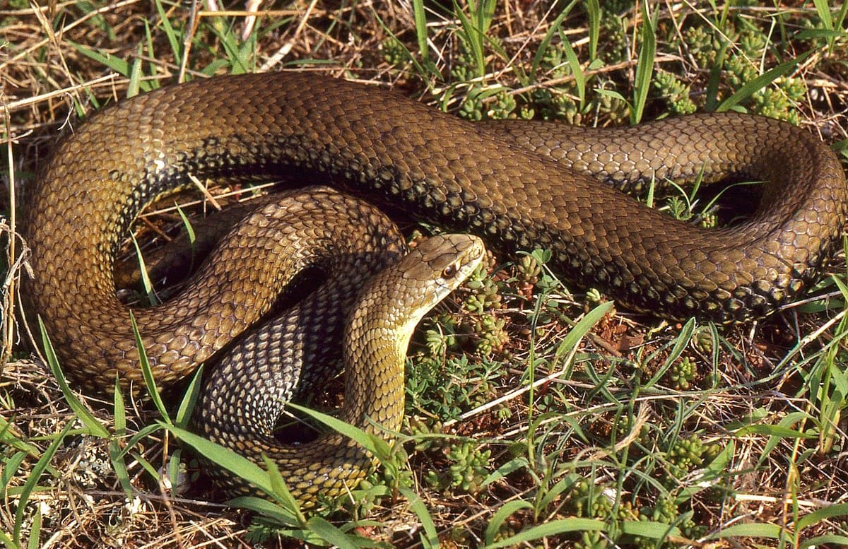 18-surprising-facts-about-montpellier-snake