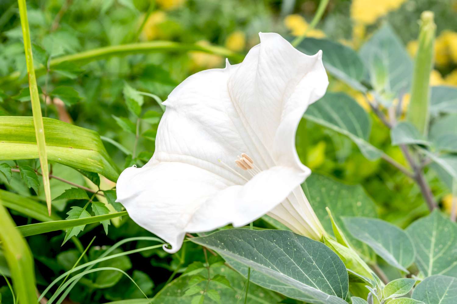 18-surprising-facts-about-moonflower