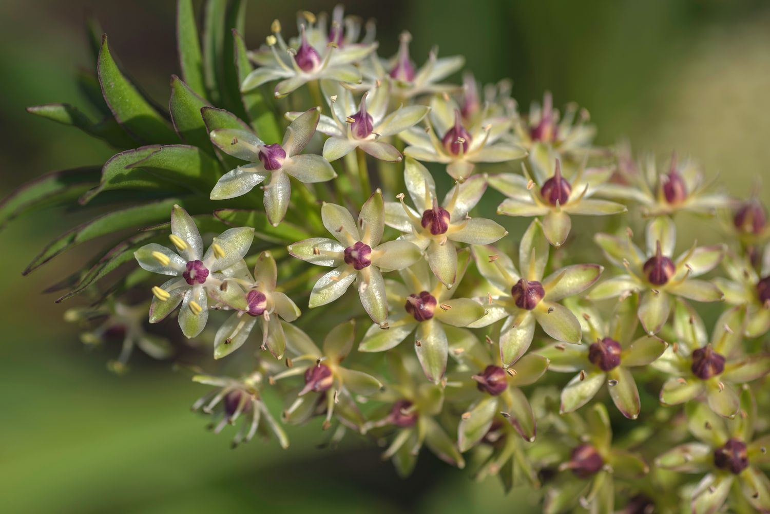 18-surprising-facts-about-pineapple-lily