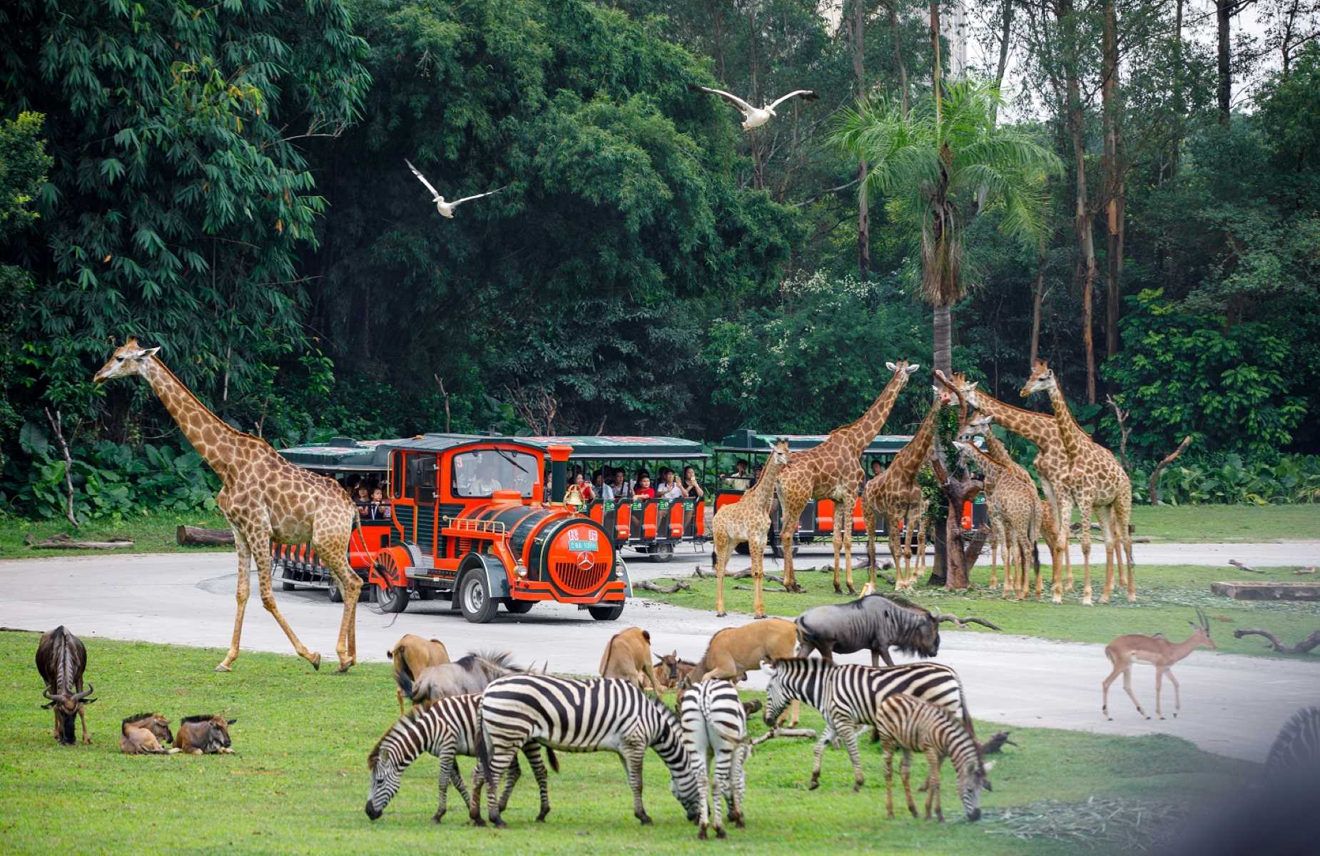 18 Unbelievable Facts About Chimelong Safari Park - Facts.net