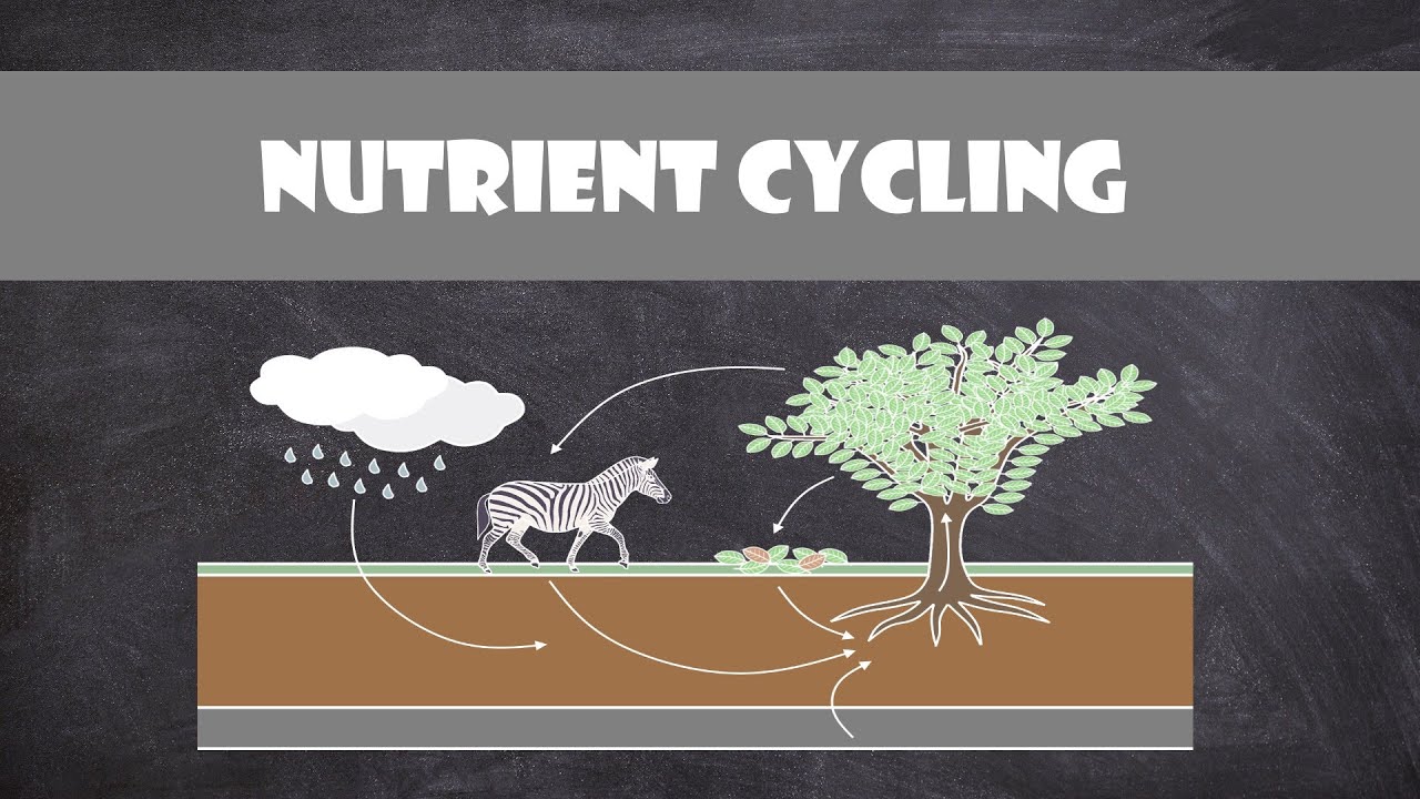 18-unbelievable-facts-about-nutrient-cycles
