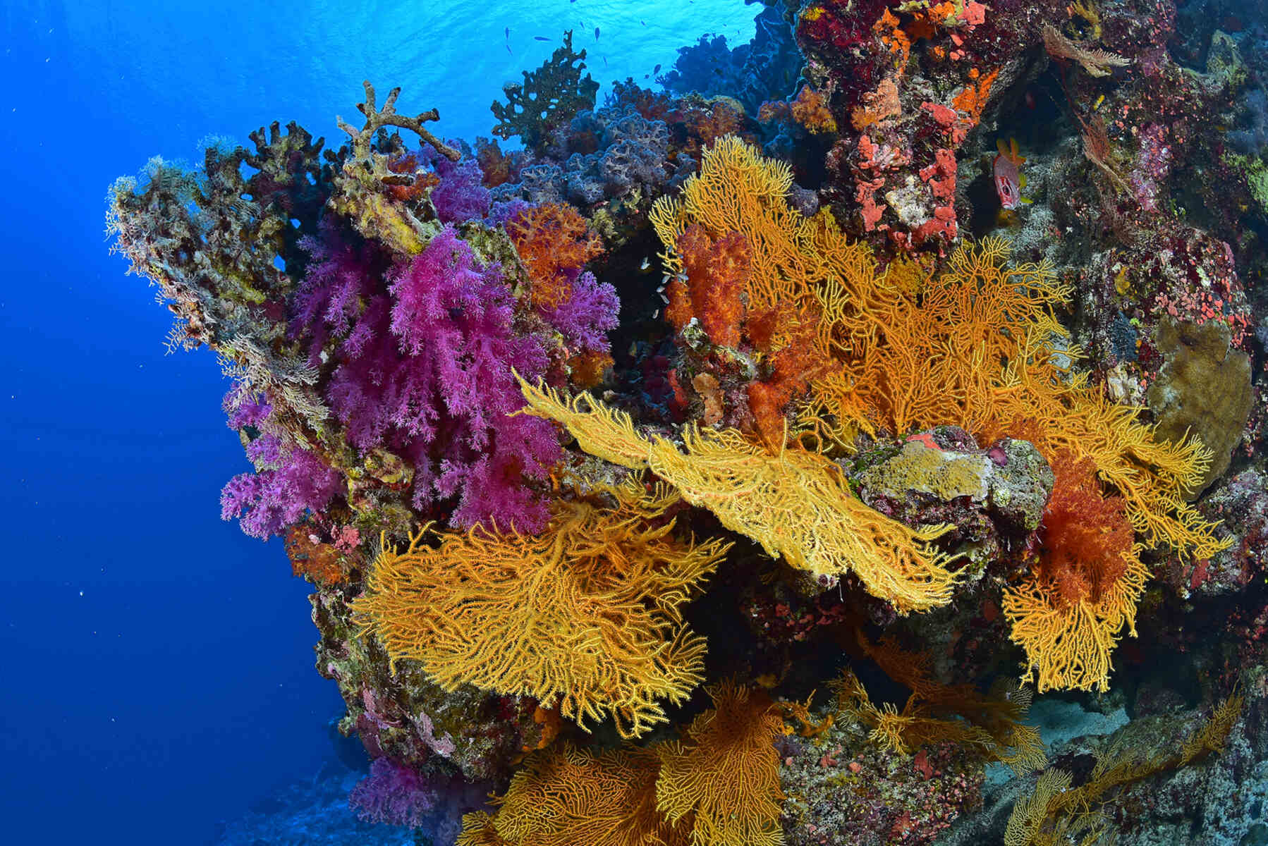 19-astonishing-facts-about-great-detached-reef