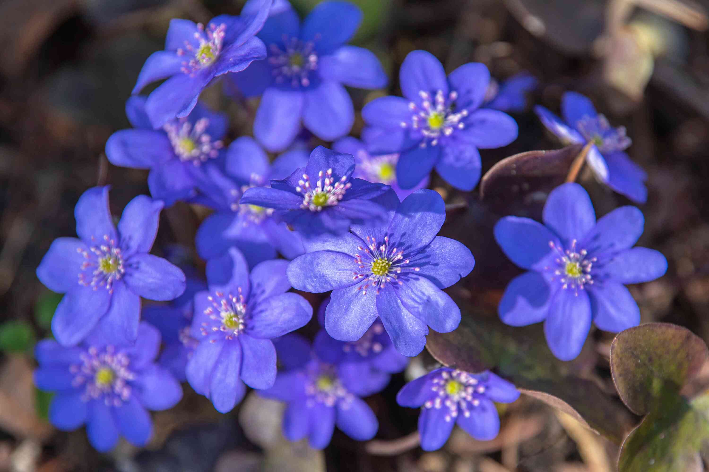 19-astonishing-facts-about-hepatica