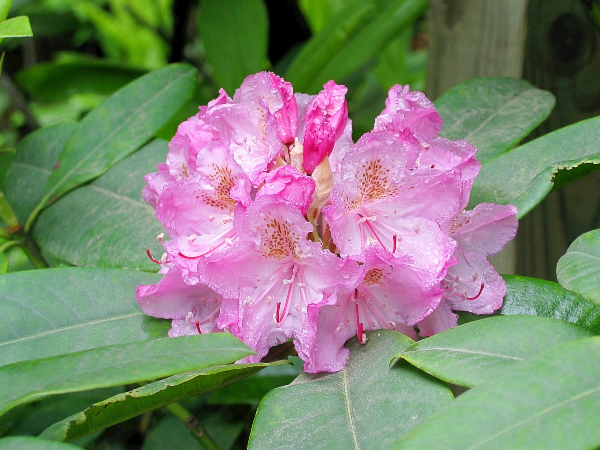 19-astonishing-facts-about-rhododendron
