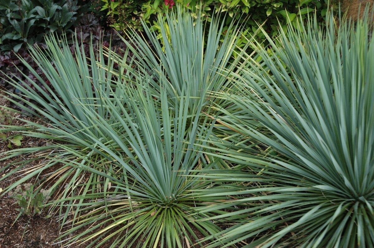 19-astonishing-facts-about-yucca-plant