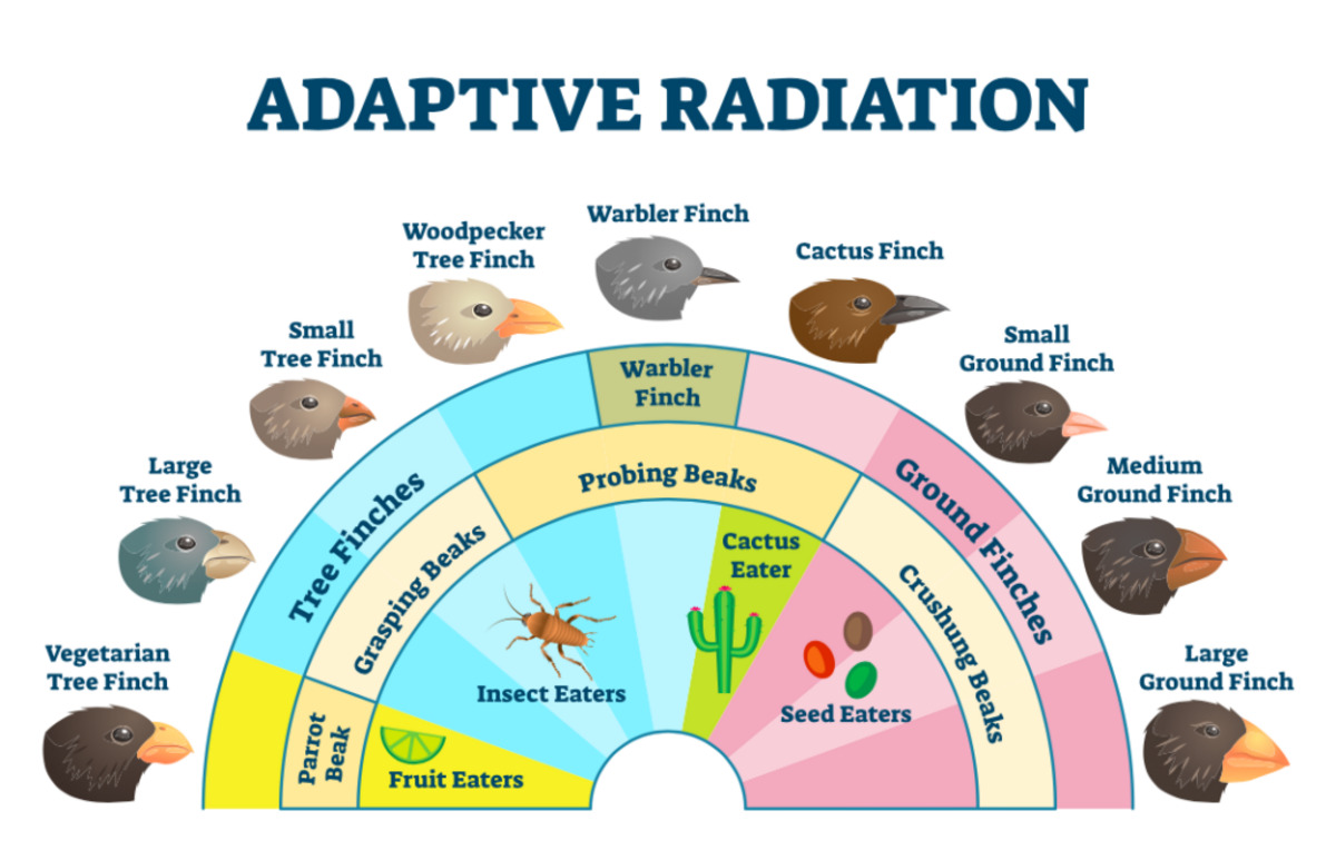 19-astounding-facts-about-adaptive-radiation
