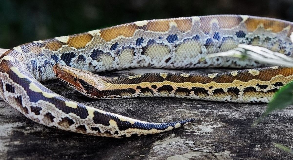 19-astounding-facts-about-bornean-short-python
